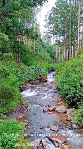 Relaxing Forest Stream & River Sounds 🌿🌊 | Peaceful Nature