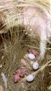 Daily breeding room check. Some of the finch breeding boxes already have newly hatched chicks. A calm and satisfying moment watching these tiny babies start their first day in the world. #Finch #FinchBreeding #AviaryLife #BirdLife #HighCPMVideo | Indra Prihantoro
