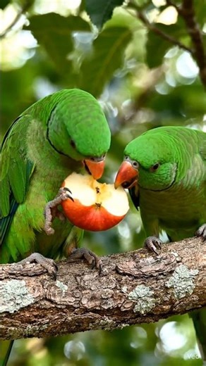 🍎🦜Parrots Enjoying Fresh Apple on Tree 🍎🦜 | Nature’s Sweet Moment
