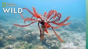 Feather Stars and Their Animal Invaders