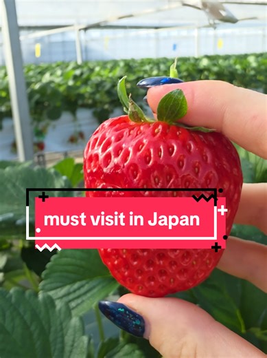 Must Visit Strawberry Greenhouses in Japan