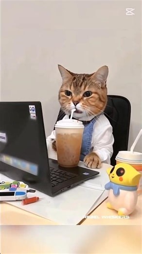 Daily routine of a cat || #cat #catai