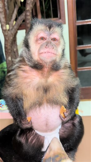 A Vida com um Macaco: Furtos e Biscoitos