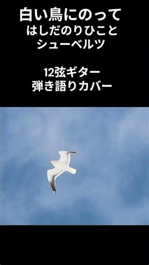 白い鳥にのって#shorts