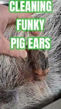 Pig Ear Cleaning! 😂🤷‍♂️🤢 #earcleaning #asmr #pov #veterinary #grooming