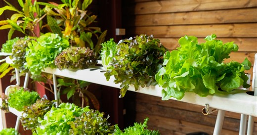 Considering a hyroponic garden? Here's what you should grow in it