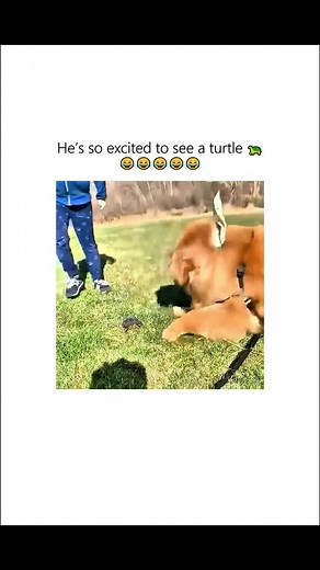 Curious Dog Meets Turtle in Grassy Field