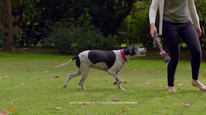 73K views · 609 reactions | 30 días fueron suficientes para que Mora recuperará su atención y volviera a ser la misma. Conoce más en: bit.ly/ProPlanActiveMind-Mora | Purina Pro Plan | Facebook