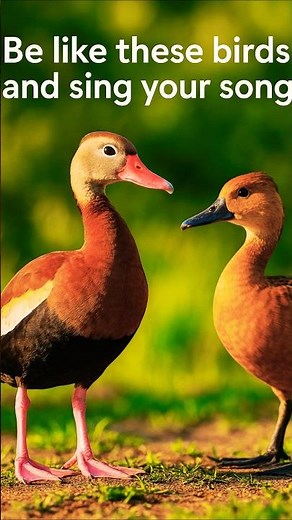 Soothing Duck Sounds from the Wild | Real Whistling Ducks Calling – No Music, Just Nature