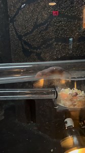 Training for to 2026 Olympics #daytonohio #boonshoftmuseum #nakedmolerat | Boonshoft Museum of Discovery