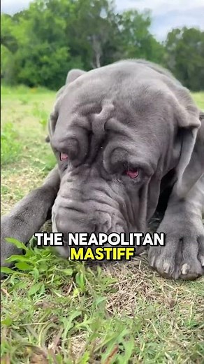 Dog Facts You NEED To KNOW!|Why Do Dogs Do That?