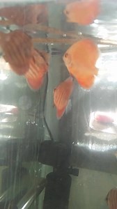 7.5K views · 29 reactions | Discus Feeding time Tel: 379-1665 / 338-5933 | Spectrum Tropical Fish | Facebook