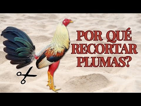 Techniques and Benefits of Feather Trimming in Gamefowl