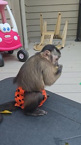 Their first quail eggs happy sounds = SUCCESS!!! #Capuchin #Monkeys Part 6 | Monkey Tales