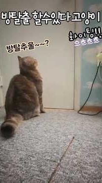 고양이 방 탈출?(화이팅!) 문은 뿌시지마. #고양이 #방탈출게임 #대답하는고양이