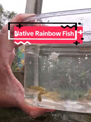 Exploring the Native Rainbow Fish: A Vibrant Aquarium Addition