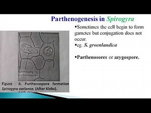 Spirogyra Reproduction Parthenogenesis