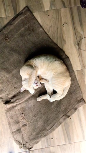 Cat_Sleeping 🌀🌀🌀