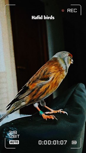 Hybrid #chardonneret #jilguero #goldfinch #cardellino #goldfinch_singing #chardonneret_élégant #birds #nature #reelsbirds #birdsreel #hafidbirds #birdsreels #birdreel # #chant #hafid #eruopengoldfinch #flowers #nature #relsfypシ #foryouシ #birdslover | Bird Reels