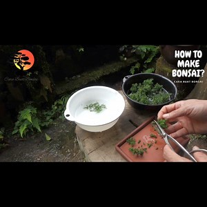 Cedar tree cuttings for bonsai seedlings #seedlingsbonsai #cedarbonsai #cedartree #bonsaiart #bonsaitree | Cara Buat Bonsai