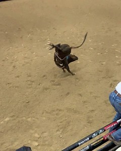 We’re bucking Yearlings at @southpointlv all morning! Come on down! | American Bucking Bull Inc.