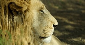 「野生の大人の雄アフリカライオンが野生の森を歩く映像。野生の森の中を歩くアフリカのライオンの顔のクローズアップの壮大なショット」の動画素材（ロイヤリティフリー）1103953809 | Shutterstock