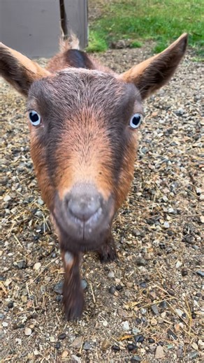 💛 Our very first goat adoption 💛 Pebbelina has officially been adopted — chosen especially for baby Leo by his loving parents. Pebbelina is the smallest but loudest voice in our herd. Born and raised right here on the farm, she’s a single-born goat with a big personality and an even bigger love for snuggles. This adoption helps support her care, her hikes, her snacks (so many snacks), and her happy life here at The Great Goat Escape. Welcome to the family, Leo & Pebbelina 🐐✨ Adopt-a-Goat is n