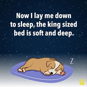 💕💕💕 | Pet Videos Daily