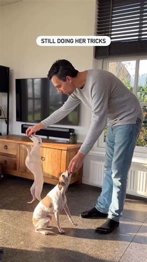 Tuna & Tofu on Instagram: "One and a half weeks into a blind life — and she keeps showing me that sight was never her superpower. Trust was. Joy was. Love was. 🤍 She doesn’t see me anymore — but she always finds me. #blinddog #blinddogsofinstagram #iggiesoftheworld #italiangreyhounds #resilienceinaction"