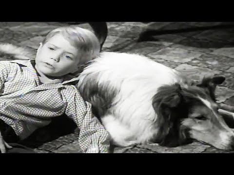 Lassie | The Crash | Lassie English Full Episodes