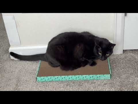 Cute Precious Piper Checks Out the Workmanship on Her New Tuffet - My Adopted Shelter Cat Vlog