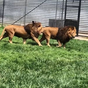 The Black Jaguar-White Tiger Foundation on Reels