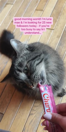 follow for more luna mae content 💗💐✨ #meow #catsoftiktok #fyp #friends #catlover
