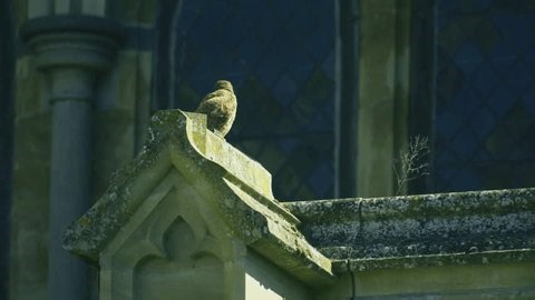 clip-4016585179-wild-common-kestrel-resting-on-historic-cathedral