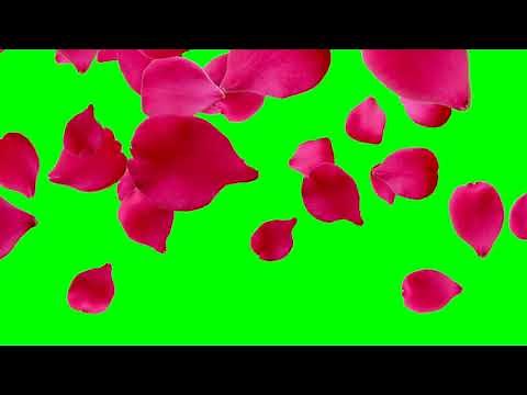 Rose petals falling green screen effects animations | Rose flowers Petals Chroma key