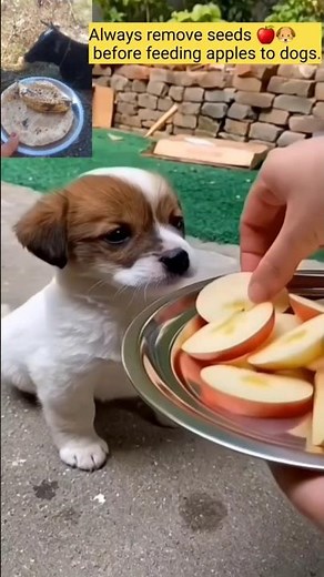 🍎 One Apple, Many Health Benefits for Dogs 🐶