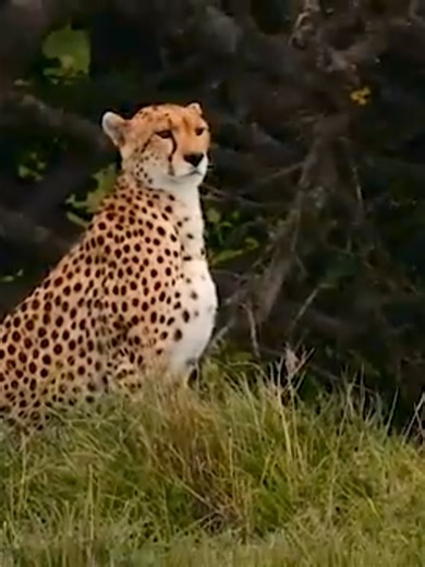 🌍✈️ Embark on the Ultimate Luxury Safari Adventure! 🦒🔥 Introducing Sky Safari Kenya 2025 — an exclusive, once-in-a-lifetime journey across Nairobi, Meru, Loisaba, and the iconic Masai Mara! 🐘🌿 ✨ Package Highlights: ✅ Stay at the world-famous Hemingways Nairobi ✅ Fly in SkySafari’s executive aircraft ✈️ ✅ Explore luxurious camps like Tortilis, Loisaba Star Beds, and Sand River Masai Mara ✅ Thrilling 4x4 game drives, scenic sundowners, bush walks, and cultural visits 🛻🦁 ✅ VIP airport servic