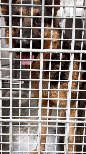 🆘AT RISK OF EUTHANASIA — PLEDGES LOCAL FOSTER NEEDED TO ATTRACT REPUTABLE RESCUE 🆘 This sweet girl is Molly (#A2125767) 💘🐾 She’s listed as a German shepherd & approx 2 years old 🐶 She came to the shelter as a stray in February of this year & has been waiting in her empty kennel ever since 😥 She’s also only been taken out of her kennel 12 times in her 132 days at the shelter 💔 She is currently on the shelter’s urgent needs list & once on that list, it’s only a matter of time before she is 