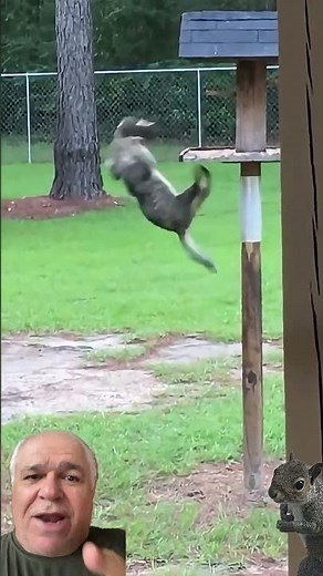 Cat catches squirrel in one leap! Cats are so fast. 😱 #wildlife #animals #cat #squirrel