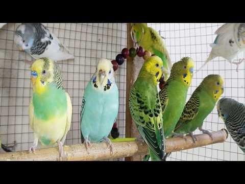12 Hour Cute Singing Budgies | Relaxing Parakeet Sounds for Calm Mood