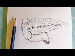 how to Draw Pancreas, Human Digestive System