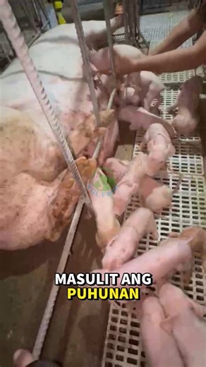 SIKRETO SA MARAMING BIIK! 🐷 | Paano ba magkaroon ng 14 to 18 na biik sa isang anakan? Marami bang naglalagas sa biik niyo? O baka naman laging kaunti lang ang lumalabas? 🤔 ​Huwag manghinayang! Sa videong ito, ituturo ko ang 5 SIKRETO para mapadami ang semilya at masiguradong 'jackpot' ang bawat anakan ni Inahing Baboy. ​I-share mo na ito para makatulong sa ating mga kasama sa pagbababuyan! 🐖📈 ​#PigFarmingTips #BackyardFarming #PiggeryPhilippines #Agribusiness #FarmingTips | 4GL Farm