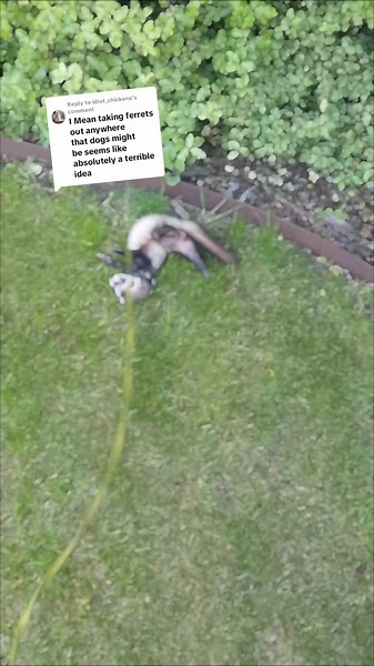 Replying to @idiot_chickens ferrets have just as much right as any other pet to go out and enjoy the outside world and get all the mental and physical stimulation that goes with it. I keep my babies safe when we're out and would do what ever it takes to protect them if a dog tried to attack them. look how much they live being out, I'm not taking that away from them.#fyp #ferrettasmania #ferretaustralia #ferretsoftiktok #ferretlife