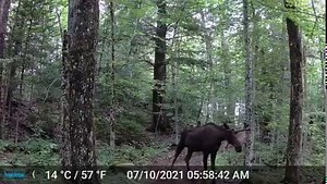 21K views · 372 reactions | We first saw signs of this guy in early May on our hiking trails. So we set up some trail cams and after 2 months of waiting and watching we got to see him! We’ve given him an ADKX Honorary Membership in hopes that he comes back to visit us often. #theADKX | Adirondack Experience, The Museum on Blue Mountain Lake | Facebook