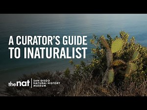 A Curator’s Guide to iNaturalist