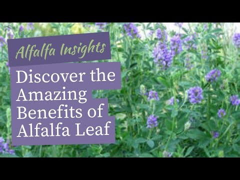 Alfalfa Leaf Benefits
