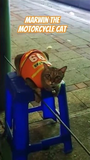 Marwin the famous Bangkok motorcycle cat #bangkok