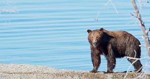 BEAR EATS ELK CALF-STOCK
