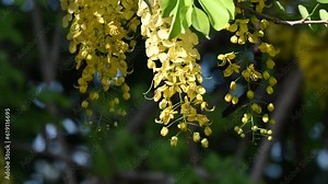 Flower of Cassia fistula, also known as golden shower, purging cassia, or pudding pipe tree, is a flowering plant in the family Fabaceae. Stock Video