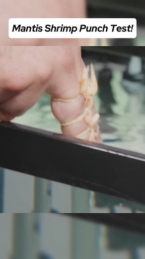 Predatory Behavior of Harpoon in Wildlife